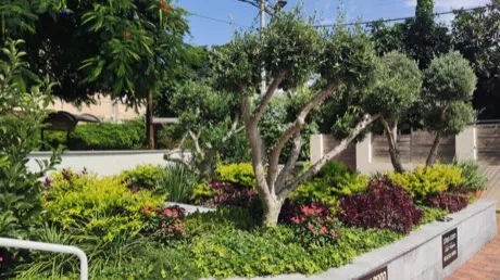 ערוגות פרחים ועץ נוי בגינה משותפת של בית משותף