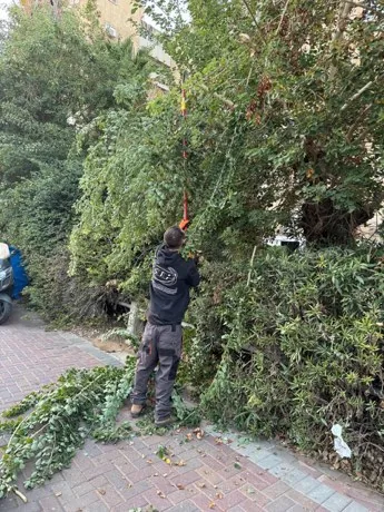 גיזום צמחייה גבוהה בחזית בניין מגורים